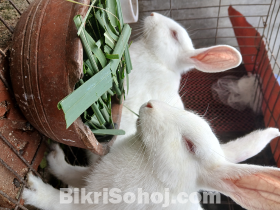 সাদা খরগোশ